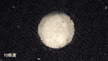 能肉眼螨虫看到的东西_能肉眼螨虫看到吗_螨虫肉眼能看到吗