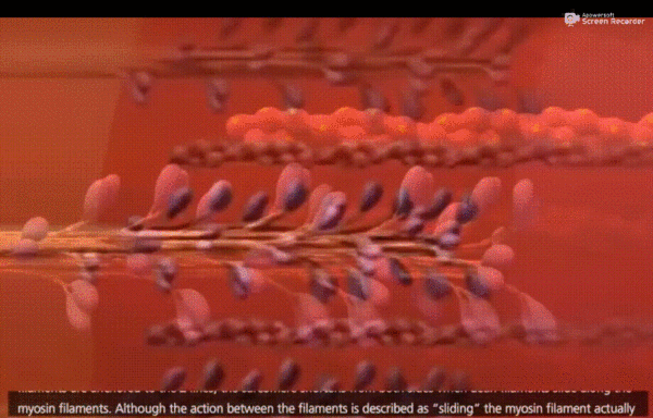 知道| 人的肌肉力量有多大?