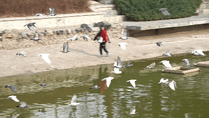 1.gif
