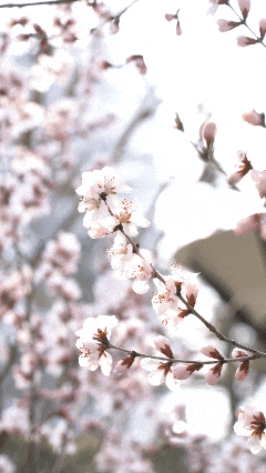 8.gif