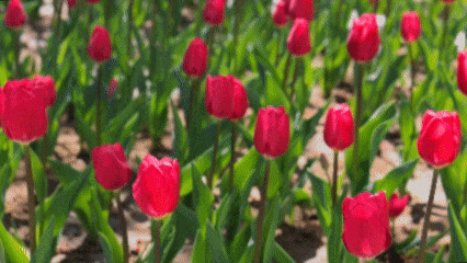 v4.gif