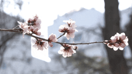 12.gif