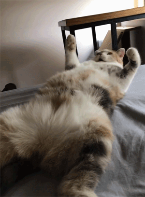 为争猫抚养权 爸爸把家改造成猫乐园 猫看后 我只想住这里 Hi有料