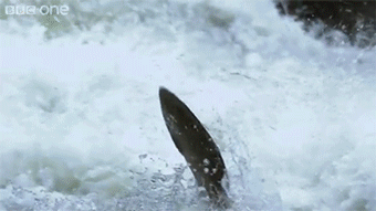 关于日料鱼类寄生虫 你想知道和不想知道的都在这里 日料栈 微信公众号文章阅读 Wemp