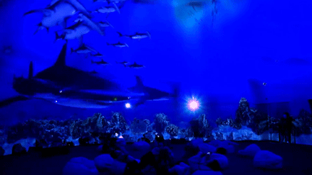 即將有一場海洋沉浸式體驗互動展在上海舉辦