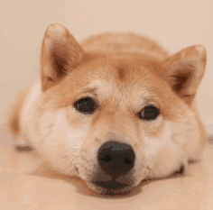 236_233gif 动态图 动图