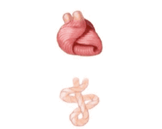 你还在相信心脏是心形的？其实心脏是个莫比乌斯环，研究者们大受震撼