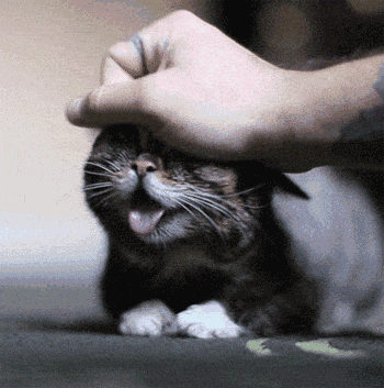 动物怎么麻醉我是麻醉医生，却麻不了自己的狗狗_https://www.jmylbn.com_新闻资讯_第2张