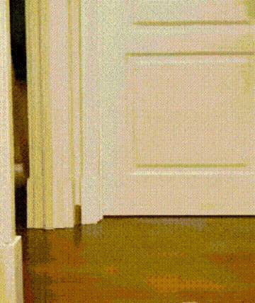 动物怎么麻醉我是麻醉医生，却麻不了自己的狗狗_https://www.jmylbn.com_新闻资讯_第22张