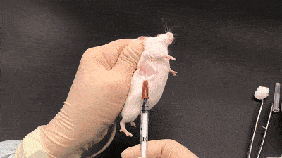 动物怎么麻醉我是麻醉医生，却麻不了自己的狗狗_https://www.jmylbn.com_新闻资讯_第14张