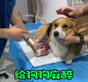 动物怎么麻醉我是麻醉医生，却麻不了自己的狗狗_https://www.jmylbn.com_新闻资讯_第19张