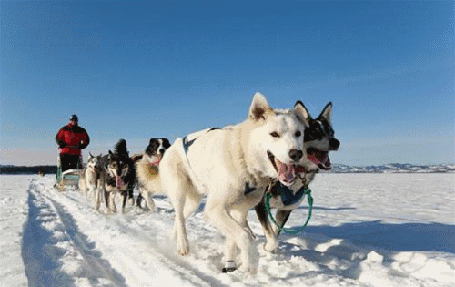 狗拉雪橇 狗拉雪橇是阿拉斯加冬季最具特色的项目之一