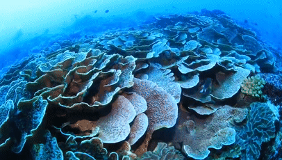 什么的大海_大海大海就像妈妈一样_大海大海多大多宽儿歌