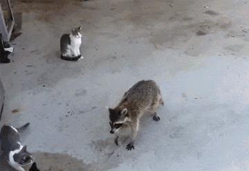 image25.GIF