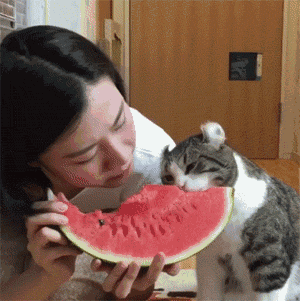 貓偷吃西瓜被發現，男子將貓拎起來時，不由得笑噴！貓咪到底能不能吃西瓜？ 寵物 第9張