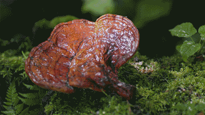 灵芝在临床上治疗哪些疾病？看完你就懂了！