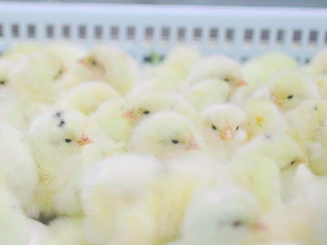 ���Է�����ʳ�ġ�����족�ʼ������óԲ��壬6�ֹ������ѡ~