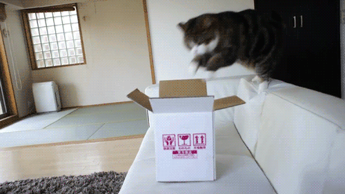 结果网购公司送过来时没给用盒子装,猫一脸不高兴……英国网友doodle