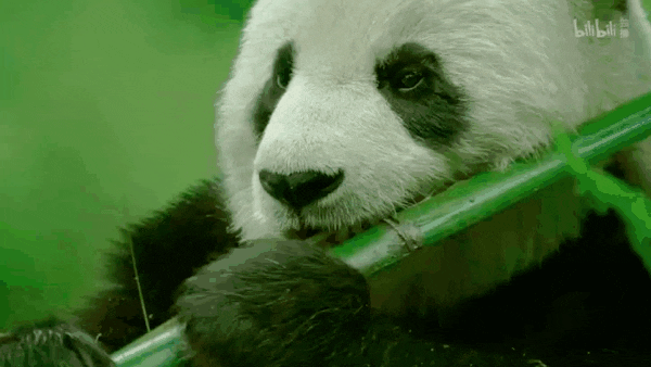 高铁20分钟！这座藏在成都边上的神仙小城，比乐山更好吃！