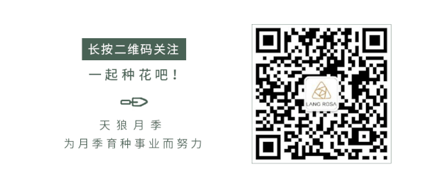 月季安吉拉是一季花吗_安吉拉月季_月季安吉拉和胭脂扣哪个好