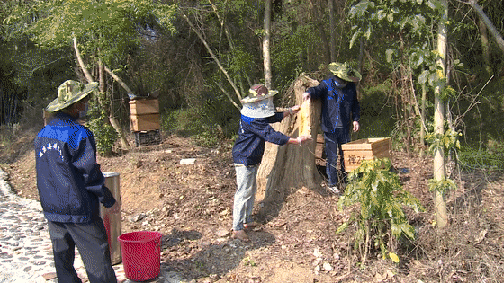 [重点领域]-德庆"一村一品,一镇一业"擦亮特色农业品牌