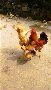 搞笑GIF:大哥,你这许了什么愿啊,需要上这么粗的香火-微信头条网 搞笑GIF:大哥,你这许了什么愿啊,需要上这么粗的香火