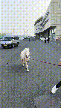 搞笑GIF:大哥,你这许了什么愿啊,需要上这么粗的香火-微信头条网 搞笑GIF:大哥,你这许了什么愿啊,需要上这么粗的香火