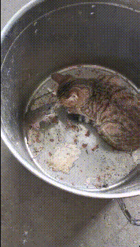 搞笑GIF:就是这个妹子,让我整晚整晚的睡不着觉-微信头条网 搞笑GIF:就是这个妹子,让我整晚整晚的睡不着觉