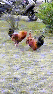搞笑GIF:就是这个妹子,让我整晚整晚的睡不着觉-微信头条网 搞笑GIF:就是这个妹子,让我整晚整晚的睡不着觉