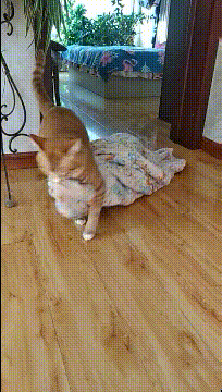 搞笑GIF:就是这个妹子,让我整晚整晚的睡不着觉-微信头条网 搞笑GIF:就是这个妹子,让我整晚整晚的睡不着觉