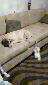搞笑GIF:就是这个妹子,让我整晚整晚的睡不着觉-微信头条网 搞笑GIF:就是这个妹子,让我整晚整晚的睡不着觉
