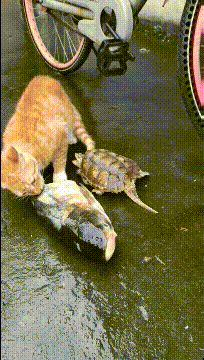 搞笑gif:狗子:主人让我给他看车,可是我太困了-微信头条网 搞笑gif:狗子:主人让我给他看车,可是我太困了