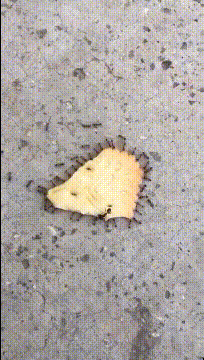 搞笑gif:狗子:主人让我给他看车,可是我太困了-微信头条网 搞笑gif:狗子:主人让我给他看车,可是我太困了