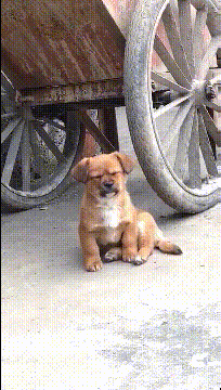 搞笑gif:狗子:主人让我给他看车,可是我太困了-微信头条网 搞笑gif:狗子:主人让我给他看车,可是我太困了