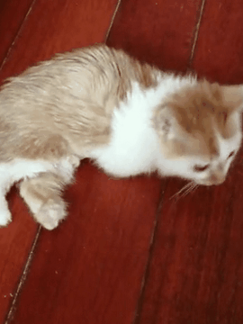 網友撿了隻流浪小橘貓回家後，家裡的大貓居然…… 寵物 第1張