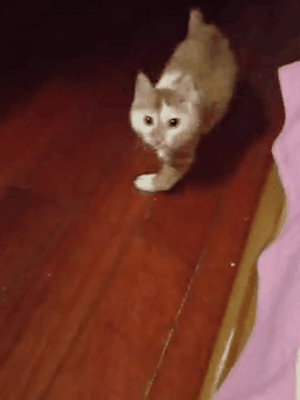 網友撿了隻流浪小橘貓回家後，家裡的大貓居然…… 寵物 第6張