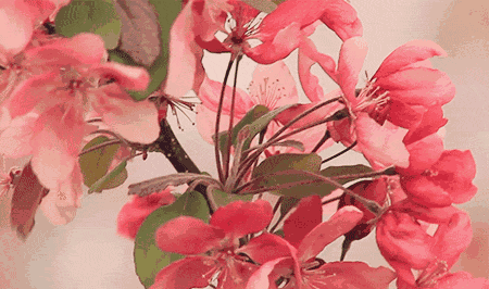 航拍厦门"香格里拉",这里杜鹃花已绚烂成海… - 华人头条