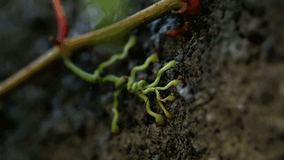 也不乏一些 "绿色朋友"的身影~ 虽说是爬藤植物,但爬山虎也有木质形态