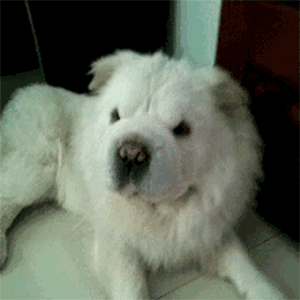 原来用智商换颜值的 除了二哈 还有这么多狗 萌宠 训练养宠技巧 宠物用品 微信头条新闻公众号文章收集网