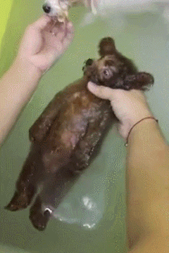 「帕丁頓熊」洗澡畫面曝光，被網紅汪的真面目給嚇到了... 寵物 第21張
