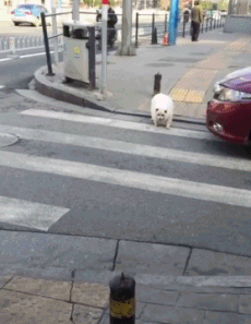 搞笑GIF:这大概就是奶奶养大的狗,平常的伙食肯定非常好!-微信头条网 搞笑GIF:这大概就是奶奶养大的狗,平常的伙食肯定非常好!
