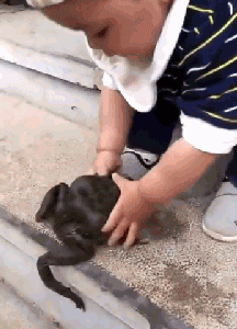 搞笑GIF:这大概就是奶奶养大的狗,平常的伙食肯定非常好!-微信头条网 搞笑GIF:这大概就是奶奶养大的狗,平常的伙食肯定非常好!