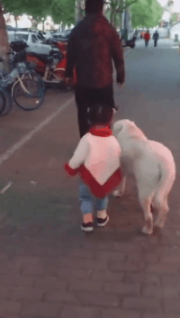 搞笑GIF:狗子:老实点,别想超车!-微信头条网 搞笑GIF:狗子:老实点,别想超车!