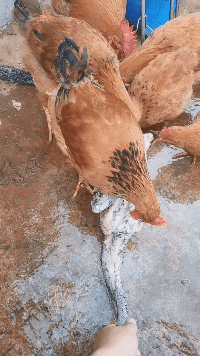 搞笑GIF:表演系毕业的吧,这是得有多少的耐心!-微信头条网 搞笑GIF:表演系毕业的吧,这是得有多少的耐心!