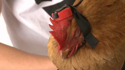 鸡头还能用来做摄像稳定器?