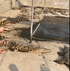 鳄鱼：心有鱼而力不足