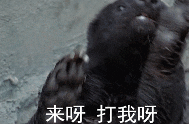 蜜獾如此天不怕地不怕,可以说,非洲乱不乱,完全取决于獾哥的心情.