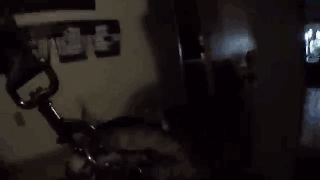 主人給二哈身上配了一個Gopro，才發現它的一天是這樣度過的…… 寵物 第16張