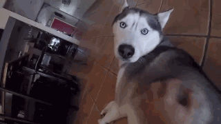 主人給二哈身上配了一個Gopro，才發現它的一天是這樣度過的…… 寵物 第13張