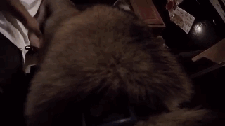 主人給二哈身上配了一個Gopro，才發現它的一天是這樣度過的…… 寵物 第14張